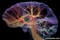 Schizophrenia Brain Damage May Originate in Key Neural Hubs