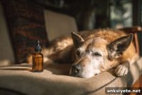 How CBD Can Reduce Aggression in Dogs