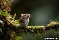 Singing Mice Reveal Brain Changes Behind Vocal Speech Evolution
