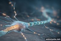 How Myelin Loss Disrupts Sensory Signals in the Brain