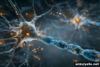How Fast Structural Signals Stabilize Neuronal Communication