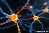How Two Dopamine Neuron Subtypes Encode Odors Differently