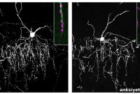 Protein Handshake Guides Brain Neurons to Precise Targets
