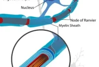 First Direct Spinal Cord Myelin Measurement in MS