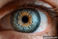 How the Eye Develops Sharp Vision: Stages and Mechanisms