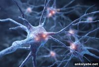 How Brain Tumor Pressure Causes Neuronal Death