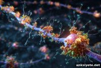 Advanced Brain Mapping Reveals Hidden Protein Factories