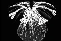 Electronic Mesh Wraps Brain Organoids to Record Neural Activity