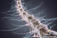 Bio-Implant Restores Function After Spinal Cord Injury