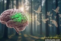 How Expertise Lowers Your Risk of Cognitive Decline