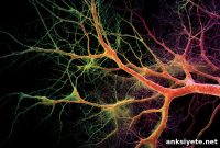 How Dopamine Guides Astrocytes to Shape the Brain