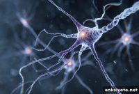 Overactive miRNA Weakens Blood-Brain Barrier in Rett Syndrome