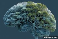 How Time in Nature Resets Your Brain