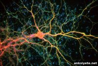 Hidden Neural Defect Linking Autism and Parkinson’s Disease