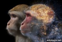 Macaque Brain Size Predicts Social Friendliness