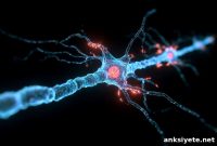 Epilepsy Mutations Trap Potassium Channels and Disrupt Signaling