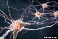 Parkinson’s Protein Spurs Faster Alzheimer’s Decline in Women