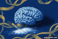 Cocaine Addiction: Brain Rewiring, Not a Choice