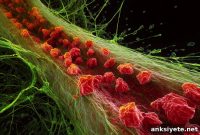 Study Finds Rare Brain Cells May Remove Alzheimer’s Proteins