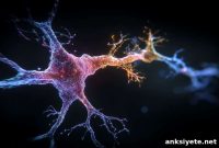 How Neurons Team Up to Help You Learn