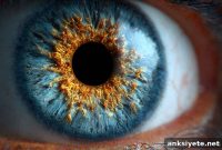 Stem Cells Restore Sight: How They Repair the Dying Eye