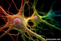 How Learning Synchronizes Neurons in the Brain