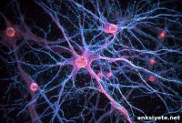 How Astrocytes Refine Motor Control in Late Adolescence