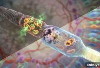 Restore Vision by Reversing Photoreceptor Cell Death