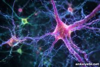 Molecular Birth Signatures Persist in Adult Neurons