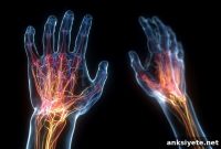 Hidden Brainstem Pathway Controls Human Hand Movement