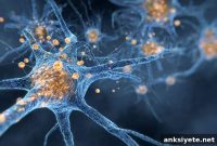 Brain Immune Cells Found to Regulate Puberty and Fertility