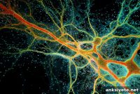 High-Altitude Gene Accelerates Myelin Repair