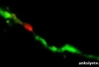 Local Protein Synthesis at Neuron Tips Fuels Memory Formation