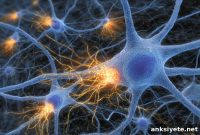 How Acetylcholine Controls Serotonin Signaling in the Brain