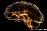 Study Identifies Gene Linking Schizophrenia to Decision-Making