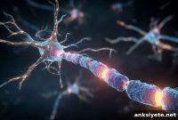 Mild Hypoxia Rewires Preterm Brain Without Direct Injury