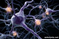 Multiple Sclerosis Rates Doubled in 20 Years: What’s Changed?