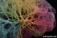 How Brain Networks Unravel Across the Lifespan