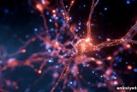 New Protein Target Could Prevent Intracerebral Hemorrhage
