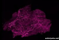 How Split Protein Creates the Framework for Weight Loss
