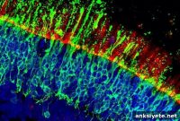 Scientists Discover Compounds That Could Restore Color Vision