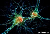 Researchers Pinpoint Ideal Timing to Improve Memory