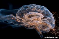 How Slow-Wave Sleep Clears the Brain’s Metabolic Waste