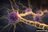 Mononucleosis Linked to Threefold Rise in Multiple Sclerosis Risk