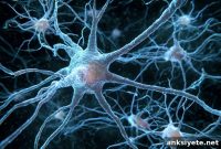 Alzheimer’s Gene Linked to Shrinking Brain Neurons
