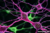 Single Compound Restores Neuron Function in Autism Mutations