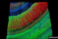 Virtual Hippocampus Pinpoints Alzheimer’s Tipping Points