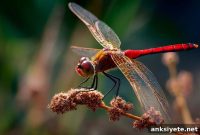 How Mammals and Dragonflies See Color the Same Way