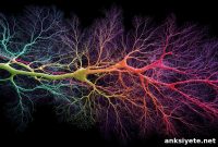 Neurons Use Specialized Motor Subtypes to Build Brain Circuits