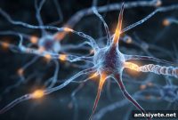 Researchers Discover Rare Genetic Neurodevelopmental Disorder